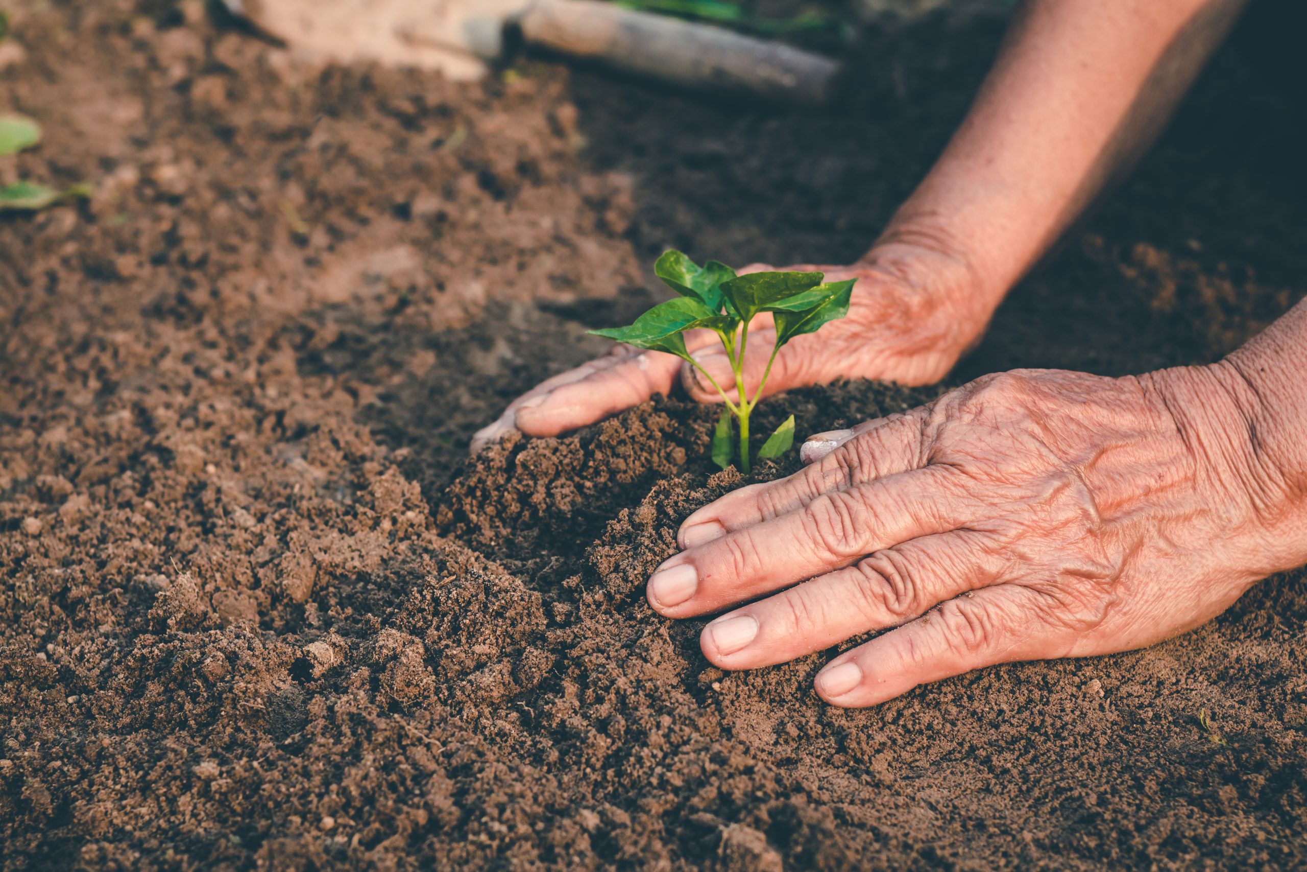 Planting a tree in dirt